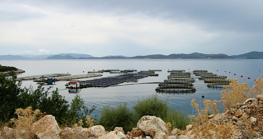 Aquaculture must learn from its mistakes as major expansion is planned