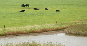 agriculture and surface water
