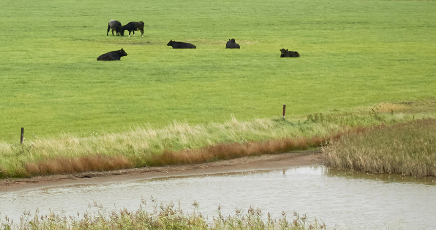 Intensive dairy agriculture major polluter of Europe’s surface waters